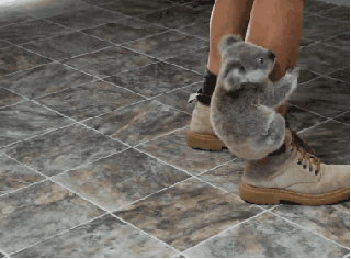 koala qui s'accroche à une jambe